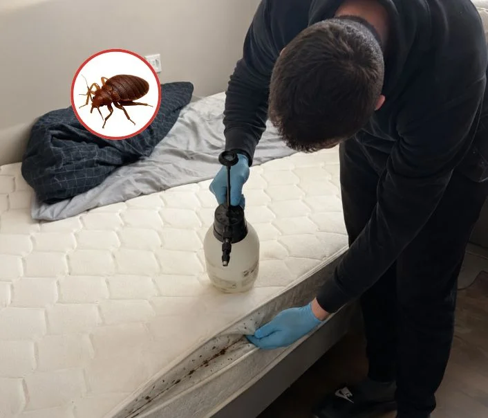 Technicien traitant un matelas contre les punaises de lit à Morangis